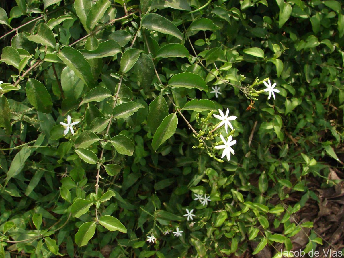 Jasminum auriculatum Vahl